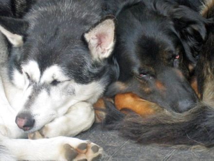 Mensch-Hund-Verhaltenstraining