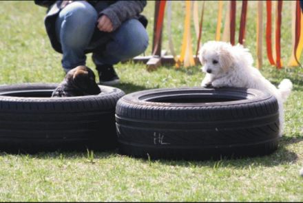 Hundesportverein Pfote drauf! e.V.