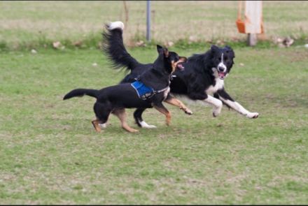 Hundesportverein Pfote drauf! e.V.