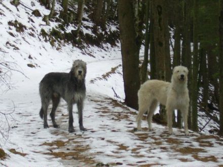 Gelert Spirit's