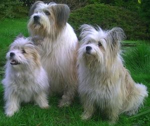 Zentrum für Tier und Mensch - Hundeschule