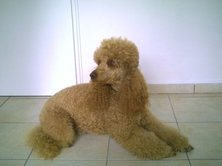 Zentrum für Tier und Mensch - Hundeschule