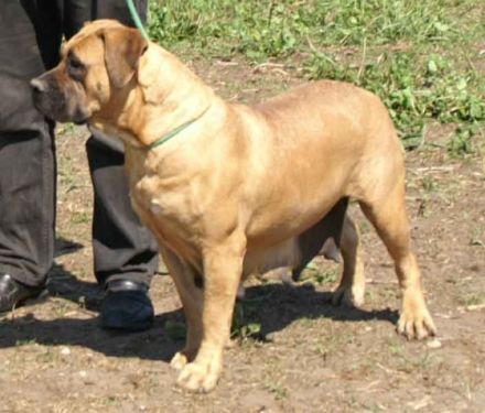 Anasha Boerboels