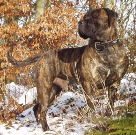 Anasha Boerboels