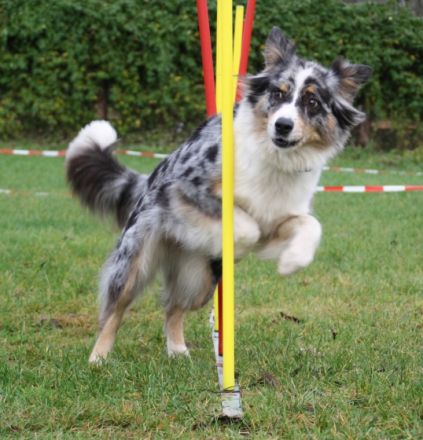 friendly dogs - Teamtraining für Mensch & Hund