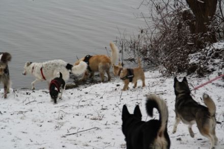 friendly dogs - Teamtraining für Mensch & Hund