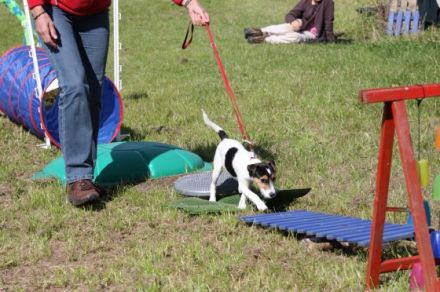friendly dogs - Teamtraining für Mensch & Hund