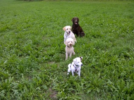 Jogi's Hundepension & Hundeschule