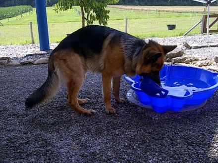 Jogi's Hundepension & Hundeschule