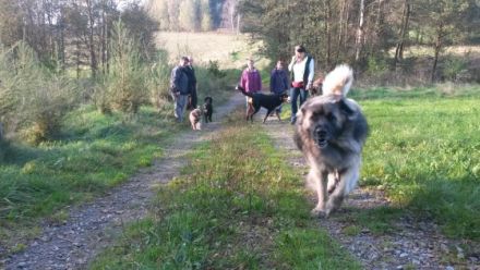 Brave Pfoten - hier wird geflüstert.....