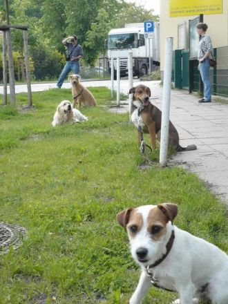 HundeHALTERschule KUMPANE