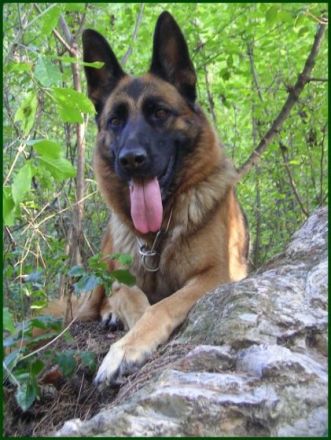 vom Wolpertinger Wald