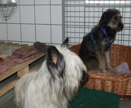 Tierpension & Hörnchenzuchtfarm Richter