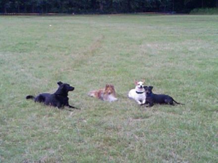 Two for Four Haustierservice