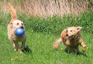 Hundepension Waldhof