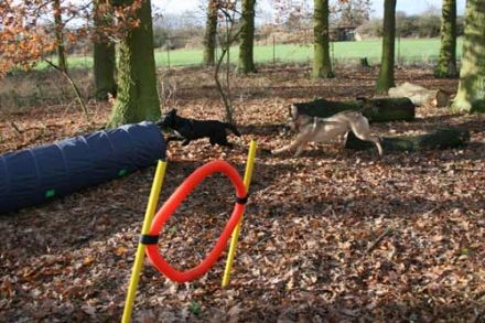 Hundepension Waldhof