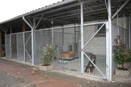 Hundepension Waldhof