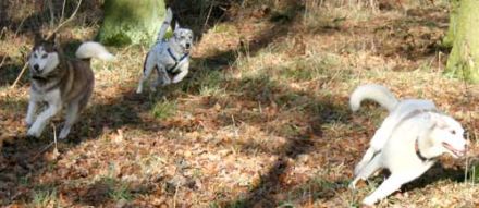 Hundepension Waldhof