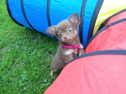 IHR-HUND...hundum glücklich!