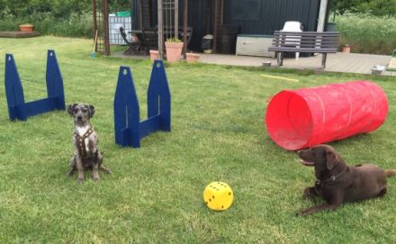 IHR-HUND...hundum glücklich!