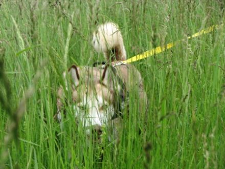 Hundeschule Canisland