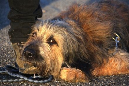 Hundeschule Canisland