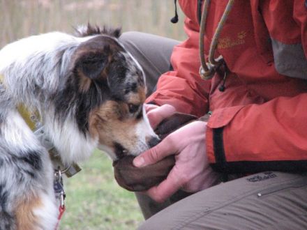 Hundeschule Canisland