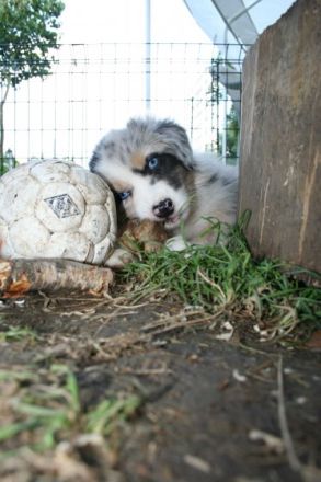 Hundeschule Teamplay