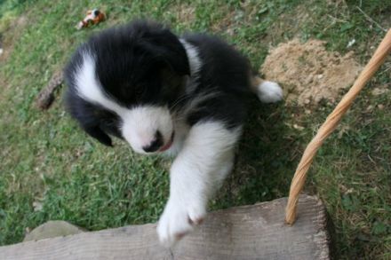 Hundeschule Teamplay