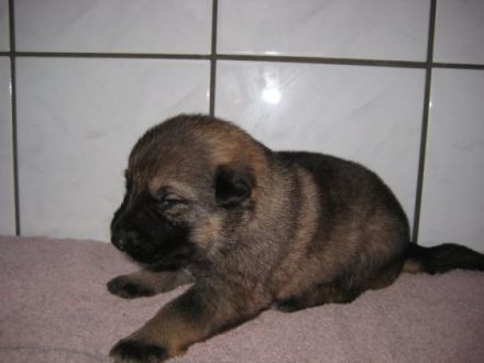 vom kleinen Preußen