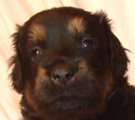 von der Lembecksburg