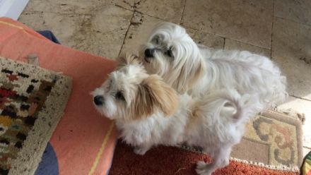 Hundepension,Hunderesidenz-Druck,Limburg,Hadamar