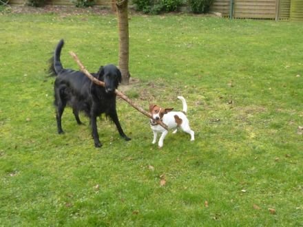 Hundepension,Hunderesidenz-Druck,Limburg,Hadamar