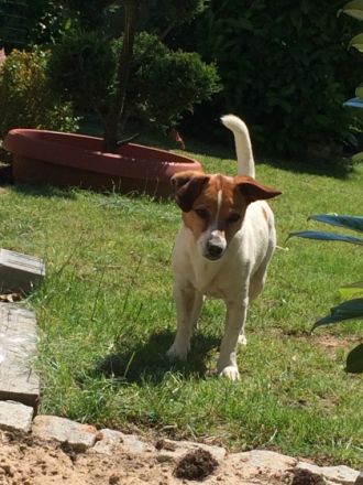 Hundepension,Hunderesidenz-Druck,Limburg,Hadamar