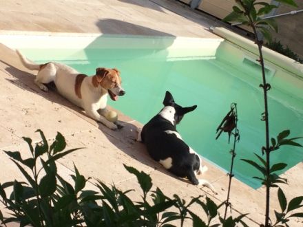 Hundepension,Hunderesidenz-Druck,Limburg,Hadamar