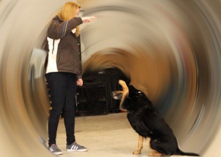 Hundeschule Kehrmann