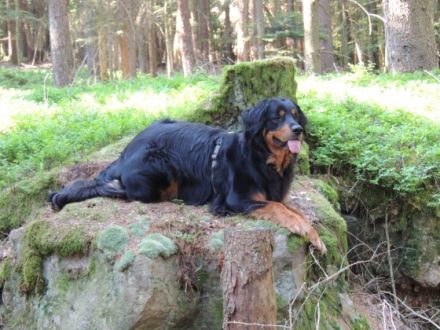 Hundeschule Canis-Vera