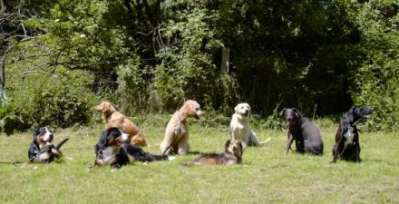 Die Pfote - Hundeerziehung u. Verhaltensberatung