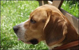 Hund und Mensch auf einem Weg