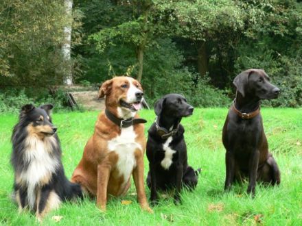 Wolfacademy GbR Bezirskleitung NRW - West