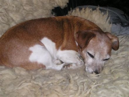 Fünf Sterne für Vier Pfoten