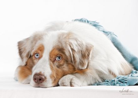 Mahuna Australian Shepherds