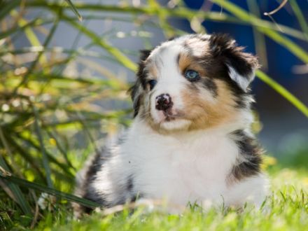 Mahuna Australian Shepherds
