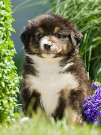 Mahuna Australian Shepherds