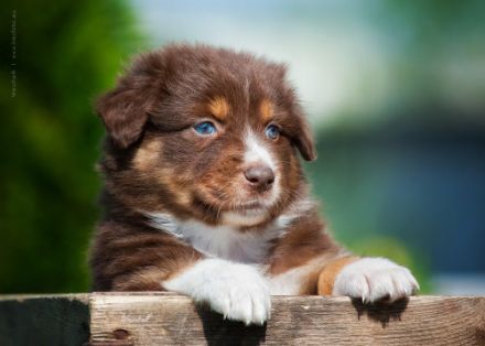 Mahuna Australian Shepherds