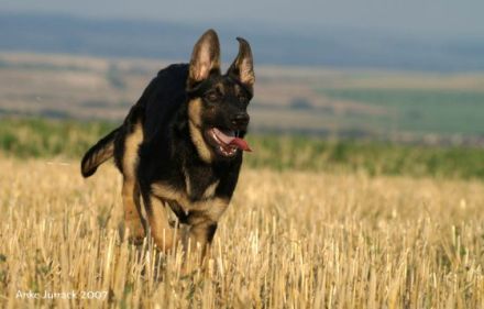 Hunde - Sport - Bockenem