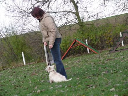 Hunde - Sport - Bockenem