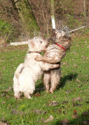 Hunde - Sport - Bockenem