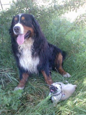 Sandras Tierbetreuung