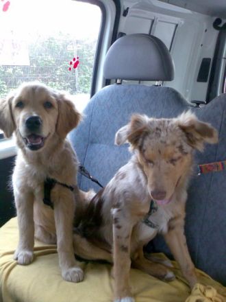 Sandras Tierbetreuung